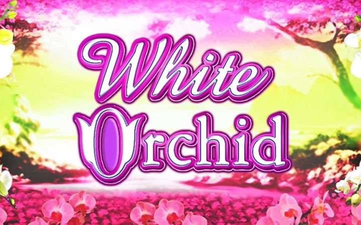 White Orchid