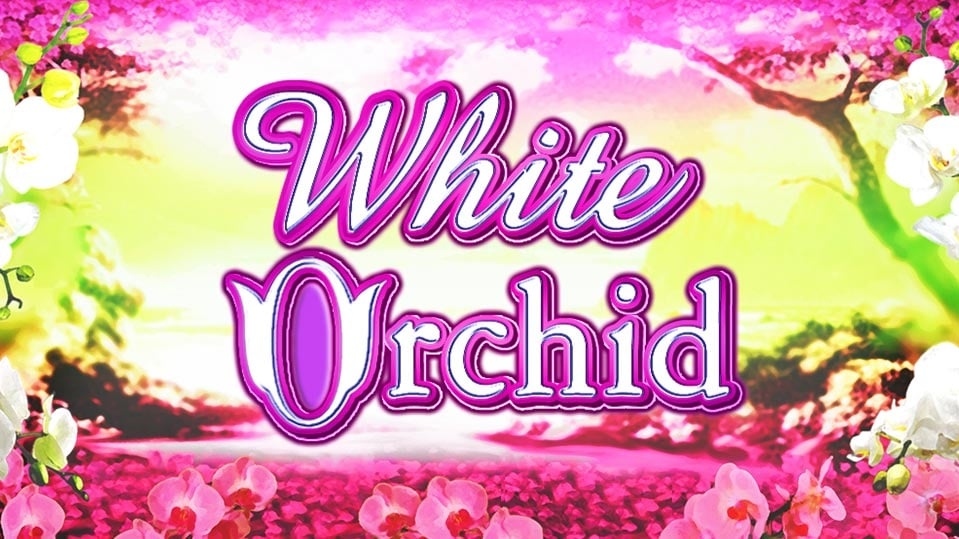 White Orchid